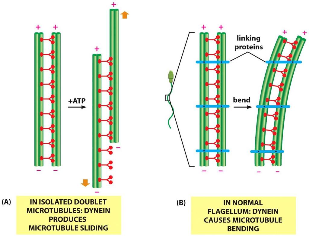 مکانیسم خم شدن تاژک و مژک دو پروتئین حرکتی داینئین از طریق دم به میکروتوبول متصل می شود و از طریق رس با میکروتوبول مجاور وارد واکنش می شود تا
