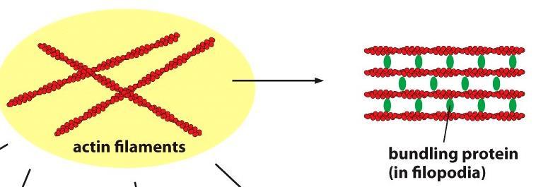 نقش اکتین در ایجاد پرزهای ریز در سلول های مفروش کننده روده کوچک پروتئین های