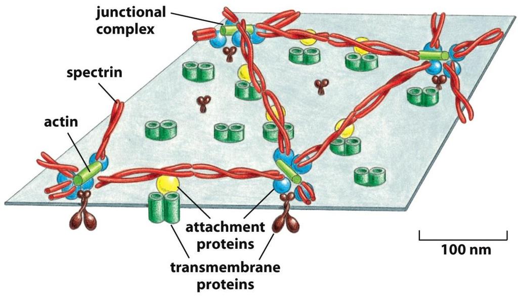 نقش اکتین در ایجاد قرش سلولی قرش سلول: الیه موجود در زیر غشاء پالسامیی که از شبکه ای از رشته های اکتین عرضی شبکه سه بعدی را ایجاد می کنند.