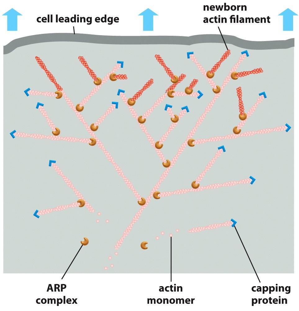 رشد رشته های اکتین با کمک پروتئین های کمکی اتصال پروتئین کمکی )ARP) به اکتین باعث رشد رشته