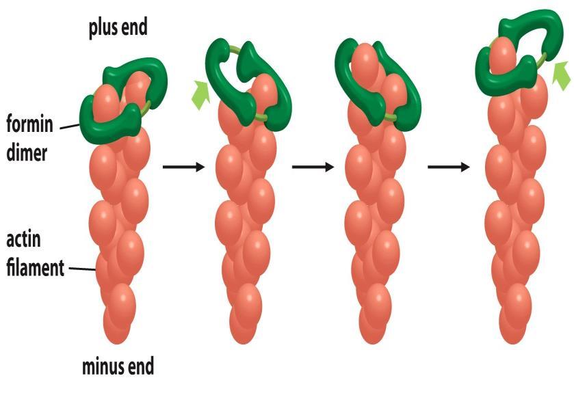 راحفظ می شود و در مقابل انتهای منفی اکتین ها به طور مداوم دپلیمریزه میشود.