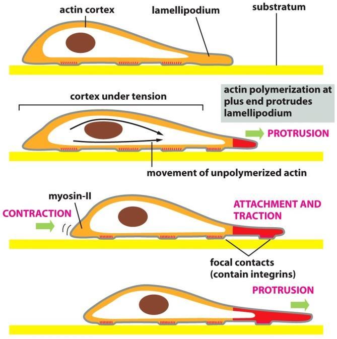 با تکیه بر این نقاط متصل شده به سطح خود را به جلو می کشد و بخش عقبی سلول جدا می شود با اتصال رشته های اکتین از طریق اینتگرین ها به ماتریکس خارج سلولی تکیه گاهی