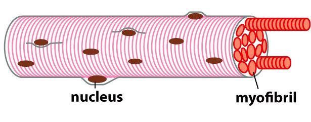 ساختار سلول ماهیچه ای و واحدهای انقباضی سلول یا فیرب ماهیچه ای: سلول های بزرگی هستند که طی تکوین از ادغام چندین سلول مجزای کوچک تر ایجاد می شوند.