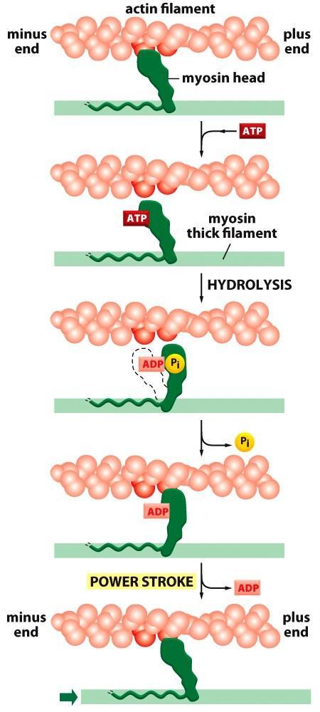 نحوه قدم زدن مولکول میوزین و لغزش رشته های اکتین روی رشته میوزین 1- رس میوزین فاقد ATP اتصال محکمی با رشته اکتین برقرار می کند )اتصال( 2- اتصال ATP باعث کاهش میل اتصالی رس میوزین برای اکتین شده )رها