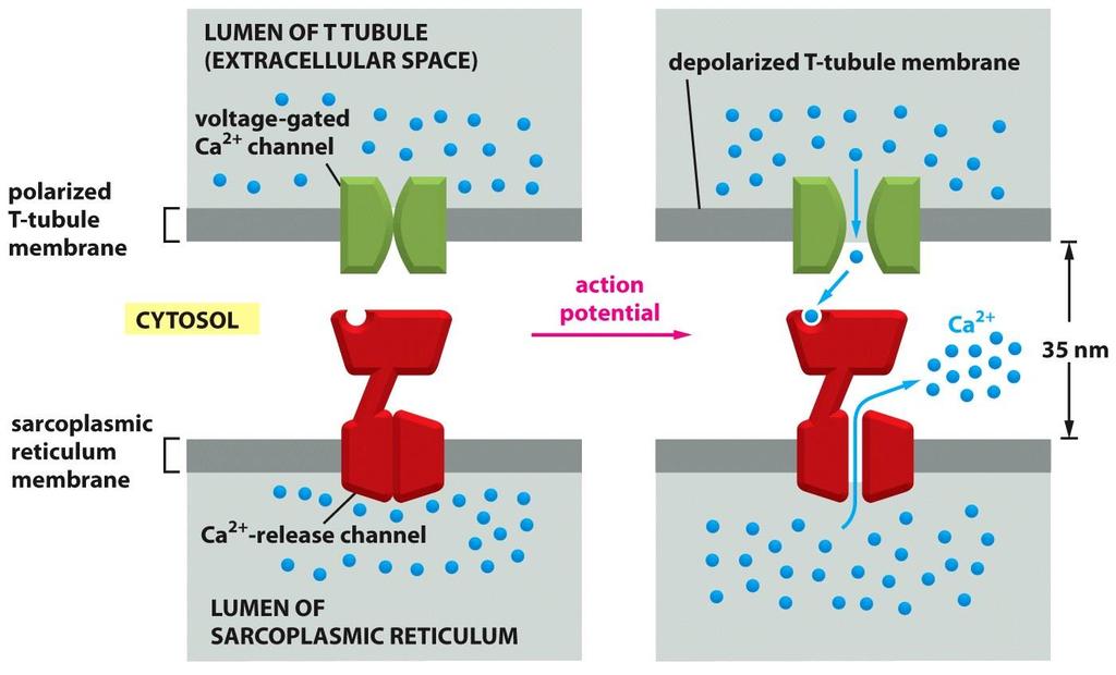 کلسیم وارد شده به سیتوزول با اتصال به کانال های کلسیمی موجود بر روی شبکه آندوپالسمی اختصاصی سلول ماهیچه ای (