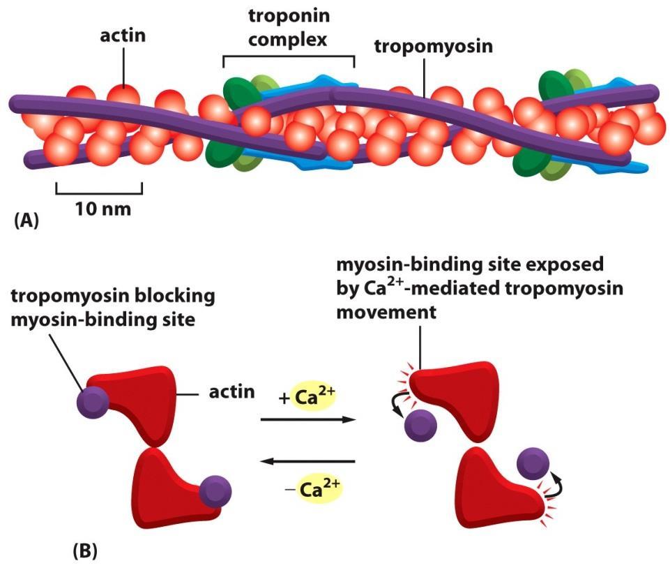 اثر افزایش کلسیم بر انقباض ماهیچه بر روی مارپیچ اکتین پروتئین تروپومیوزین قرار گرفته که مولکولی سخت و میله ای شکل است و 7 مونومر اکتین را می پوشاند و از برهمکنش رسهای میوزین با رشته اکتین مامنعت می