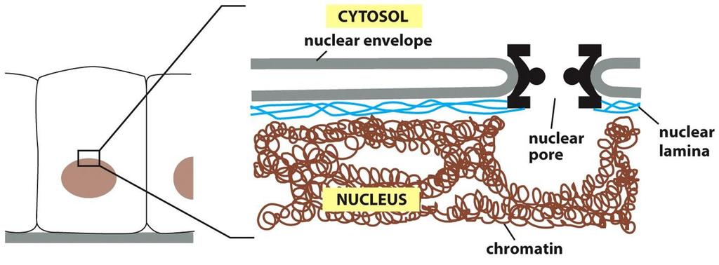 سیتوپالسمی و پایدار: 1- رشته های کراتین: سلول های اپیتلیال انواع رشته های بینابینی 2- ویمنتین- دسمین و رشته های مرتبط با آنها: سلول های بافت پیوندی )فیربوبالست( سلول ماهیچه ای