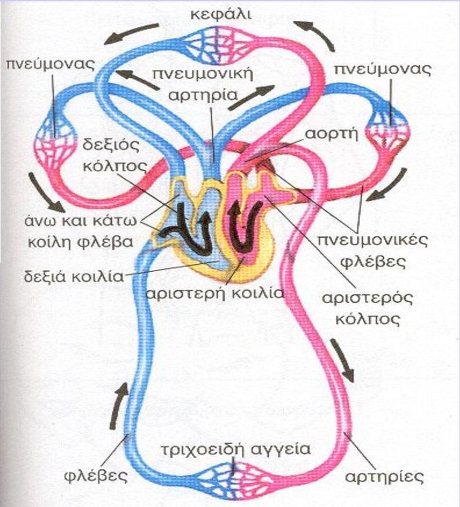 Συστηματική και