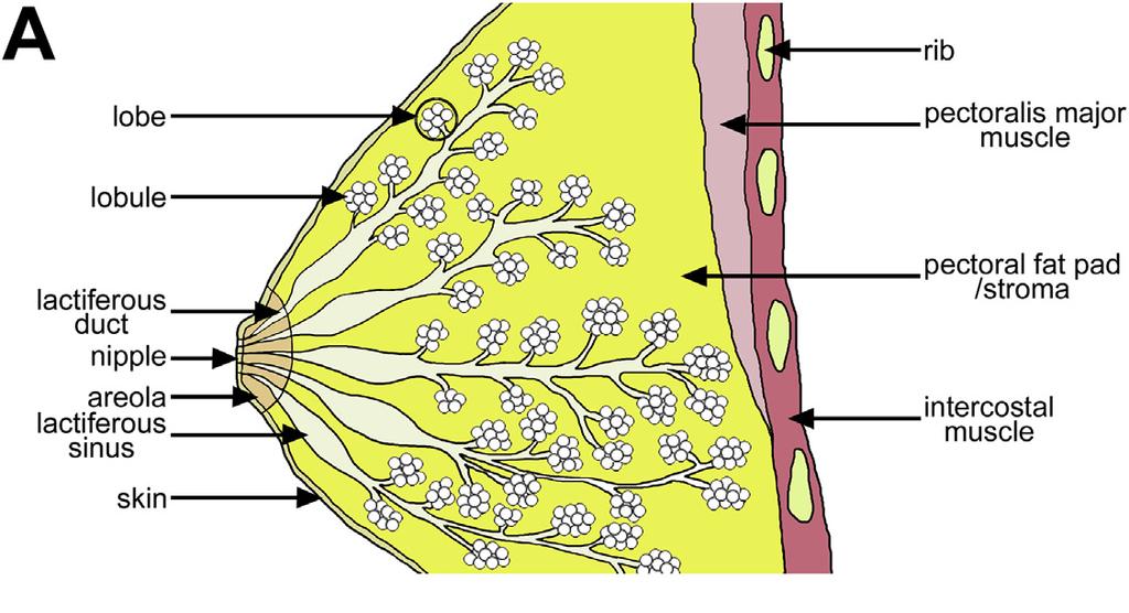 αδενικός ιστός του στήθους Κάθε λοβός συνδέεται με ένα μικρό γαλακτοφόρο πόρο Οι μικροί γαλακτοφόροι πόροι κάθε λοβού καταλήγουν στο μεγάλο γαλακτοφόρο πόρο ο γαλακτοφόρος πόρος δημιουργεί το