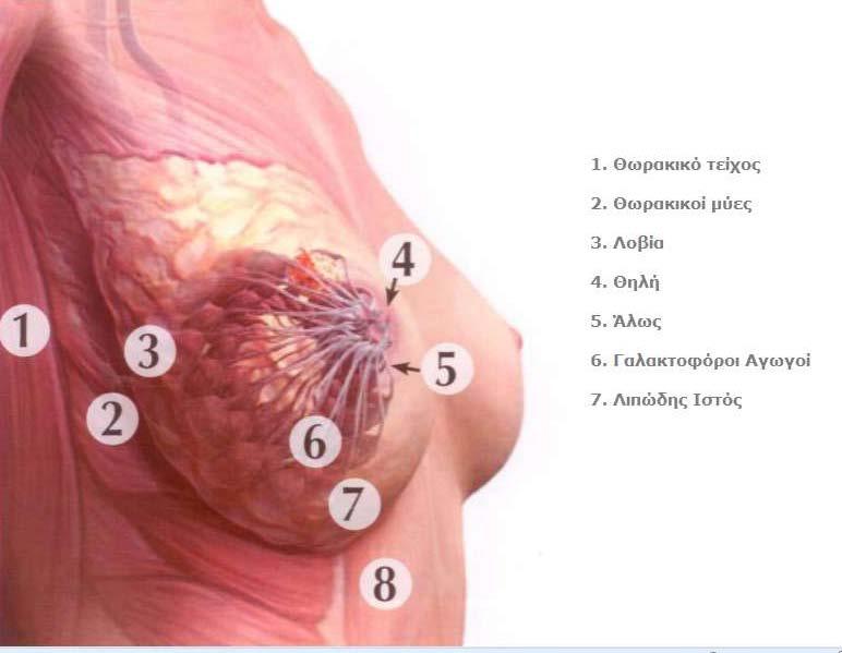 στηρικτικός ιστός του στήθους Το στρώμα περιέχει τον συνδετικό ιστό, το λιπώδη ιστό, τα αιμοφόρα αγγεία, τα νεύρα και
