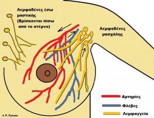 Η λέμφος αντλείται από το μαστικό αδένα και τους ιστούς οι οποίοι περιβάλλουν δύο ζευγάρια λεμφαδένων Λεμφαδένες έσω μαστικήςαντλούν λέμφο από το δέρμα του στήθους