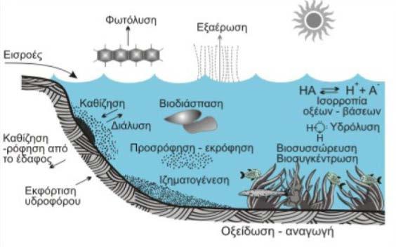 υπόγεια στρώματα, η εξασφάλιση μεγάλης επιφάνειας ρηχού νερού που διευκολύνει την εξάτμιση και πιθανώς η διαπνοή των υδρόβιων υπερυδατικών μακρόφυτων.