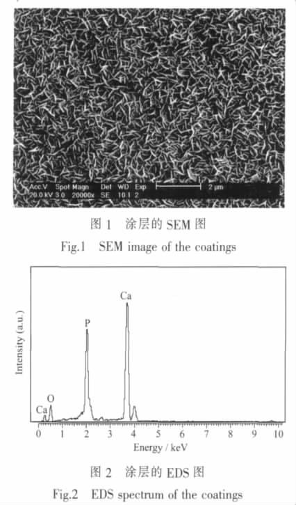 7 : 1189 cm -2 55 1 h (004) 3(a) SEM EDS 1, 2 (Ca) (O) (P),EDS Ca/P 1.66, Ca/ P (1.67) ph 8,10 12, SEM, ph ; EDS Ca/P 1.67 XRD Fig.1 1 SEM SEM image of the coatings 3 Fig.