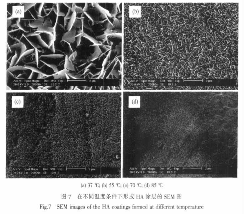 1192 25 HA 7 4 7 EDS HA SEM, Ca/P HA Ca/P, (1.67) (a) 37 ; (b) 55 ; (c) 70 ; (d) 85 Fig.