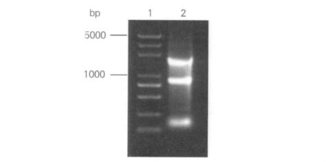 134 2012 2 36 2 Mil Med Sci Vol 36 No 2 Feb 2012 1640 15 ~ 20 d 1 1. 1 1. 1. 1 6 ~ 8 PBS 18 ~ 20 g BALB /c SPF 4T1 4T1-Luc SKBR-3 1. 2. 4 neu pcdna3. 1-Luciferase 4T1-Luc 24 37 pcdna3.