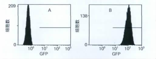 2 4T1 4T1 96 6 GFP A. 4T1-Luc B. 4T1-Luc-neu 20 000 / 2.