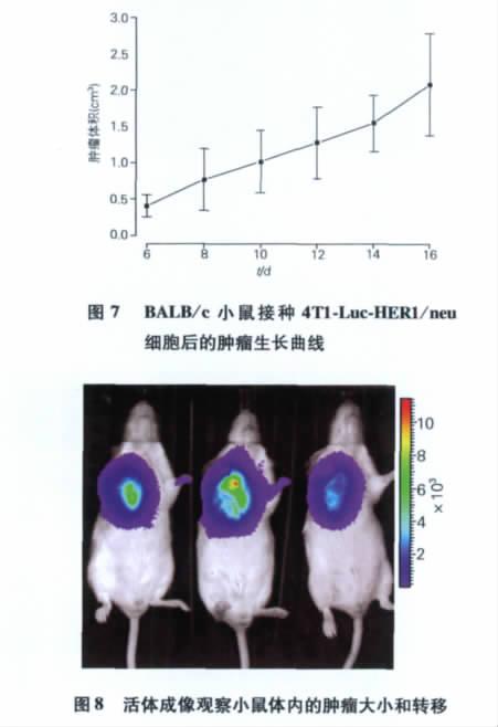 136 2012 2 36 2 Mil Med Sci Vol 36 No 2 Feb 2012 4T1 8 3 BALB /c neu neu 90% 14 Taylor 15 neu HER2 /neu Neu neu B104 Neu neu neu neu B104 4T1 neu neu neu 4T1 4T1 neu neu cdna 4T1 neu neu neu cdna
