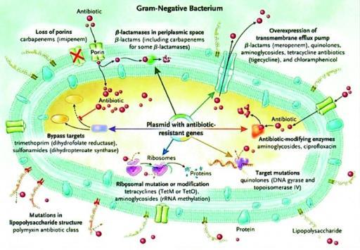 Mechanisms of antimicrobial resistance