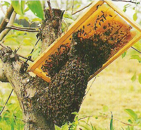 Μελισσοκοµικοί χειρισµοί Αν τώρα το σµήνος βρίσκεται σε χοντρό κλαδί ή κορµό δέντρου, το προσελκύουµε βάζοντας κοντά του ένα πλαίσιο µε ανοιχτό γόνο (εικόνα 79) ή µε