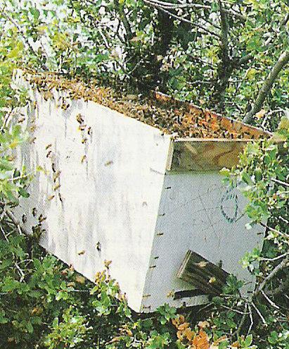µελισσόχορτο) Όταν οι περισσότερες µέλισσες πάνε πάνω στο πλαίσιο, το µεταφέρουµε στην κυψέλη που έχουµε προετοιµάσει και η οποία βρίσκεται εκεί κοντά.
