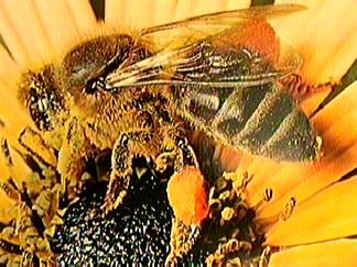 Μελισσοκοµικά προϊόντα κηφήνες και οι βασίλισσες πρέπει να τρέφονται µε γύρη για να ωριµάσουν σεξουαλικά.
