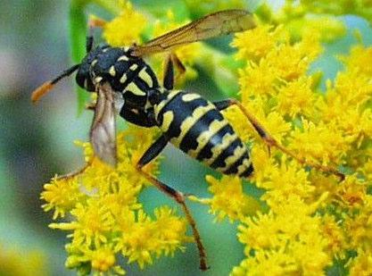 Οι σφήκες επιτίθενται και θανατώνουν τις µέλισσες για να τις χρησιµοποιήσουν στην εκτροφή του γόνου τους. Ιδιαίτερο πρόβληµα δηµιουργούν οι µεγάλες σφήκες του γένους Vespa, ήτοι τα είδη V.
