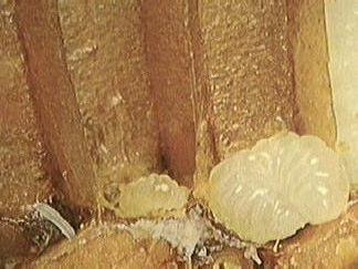Βιολογικός κύκλος & κοινωνία µελισσών Εικόνα 4. Αυγό, προνύµφη και πλαγγόνα εργάτριας µέλισσας. 2.