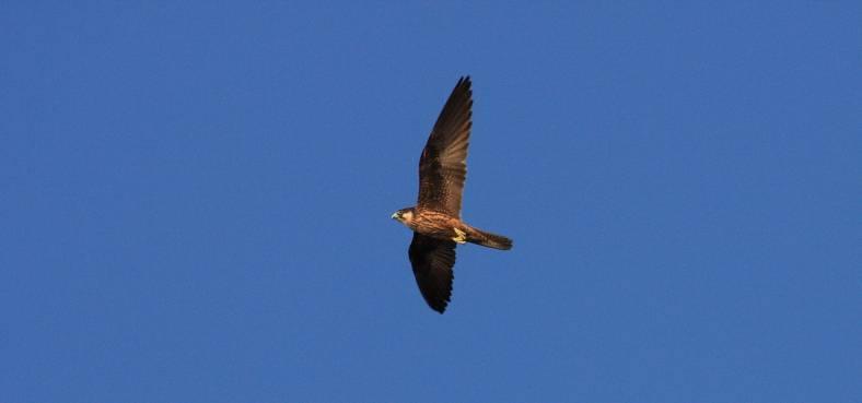 4.3.2. Μαυροπετρίτης (Falco eleonorae) 3 IUCN: Μειωμένου ενδιαφέροντος (LC) Κόκκινο Βιβλίο απειλούμενων ζώων της Ελλάδας: Μειωμένου ενδιαφέροντος (LC) 4.3.2.1.