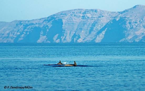 Εικόνα 9. (α) Ενήλικα Ρινοδέλφινα και (β) Ρινοδέλφινο με τον μικρό του στη θαλάσσια περιοχή της Γυάρου (Ιούλιος 2015