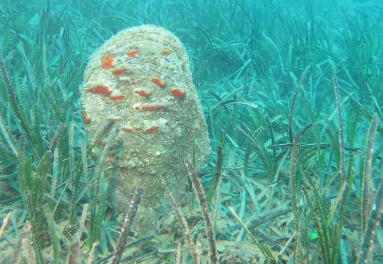 Στη Γυάρο απαντάται σε όλη τη θαλάσσια έκταση γύρω από το νησί σε αμμώδεις πυθμένες και αμμώδεις εγκολπώσεις βράχων, ενώ δεν υπάρχει εκτίμηση αφθονίας. 4.7.1.3. Απειλές Εικόνα 10.