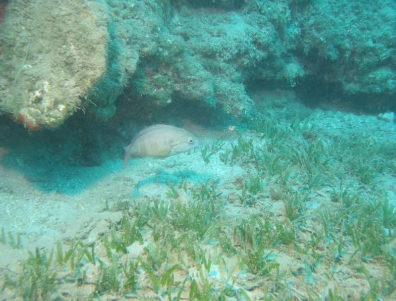 Ροφός (Epinephelus marginatus) IUCN: Κινδυνεύον (EN) Κόκκινο Βιβλίο απειλούμενων ζώων της Ελλάδας: Μη αξιολογηθέν (NE) Εξάπλωση Ο Ροφός απαντάται στον ανατολικό Ατλαντικό και τον δυτικό Ινδικό