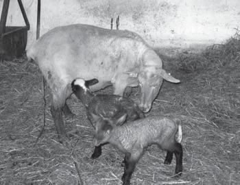 320 300 306 247 CxLCxVF 380 291 295 262 LC 310 293 259 266 Tabuľka 2.Reprodukčné ukazovatele podľa výsledkov KÚ. Plemeno Plodnosť na obahnenú ovcu v % r.