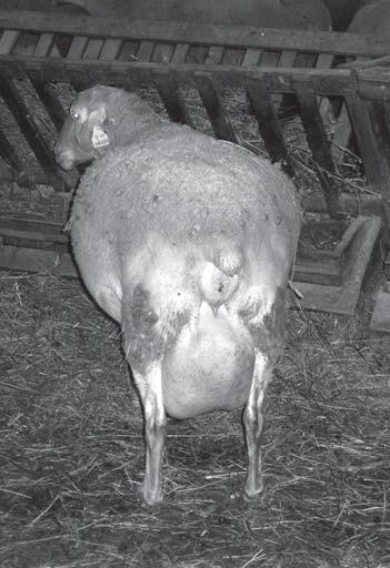 Bahnica LC pred okotením vovať jahňatá od matky na tretí deň po narodení, kedy majú už cca 4,5 kg.
