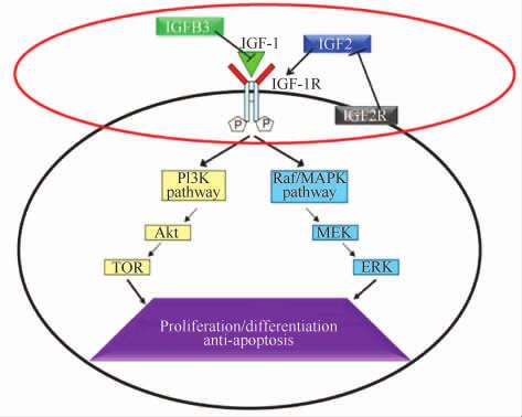392 27 1 IGF1 IGF2 IGF1R IGF2R HpG2 insulin-like growth factor binding protein IGFBP IGF1 IGF1 2 IGF1 IGF2 1α hypoxia inducible factor 1-α HIF1α IGF1 IGF1R IGF2R IGFs IGF1 IGF1R 9 matrix IGF1R 2 Raf