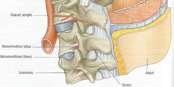 σπονδυλικού σωλήνα 