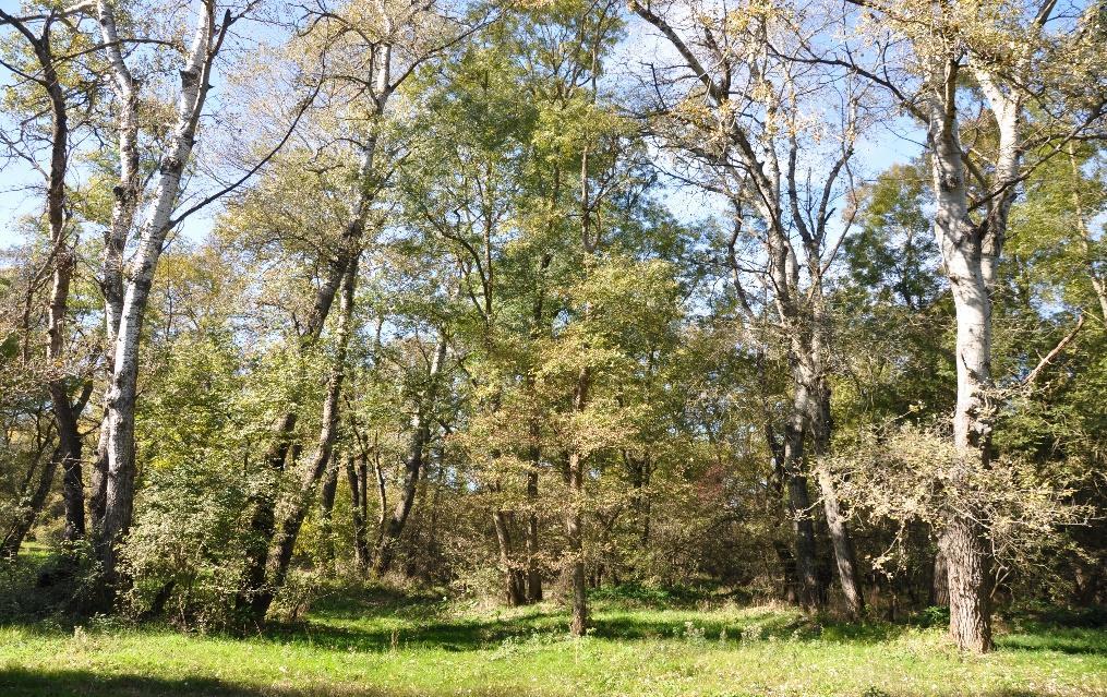 ΓΕΝΙΚΗ ΠΕΡΙΓΡΑΦΗ Στην περιοχή Κεραμιδίου (Φαρκαδόνας) εμφανίζεται ένα υπόλειμμα παραποτάμιου δάσους ιδιαίτερης αξίας.