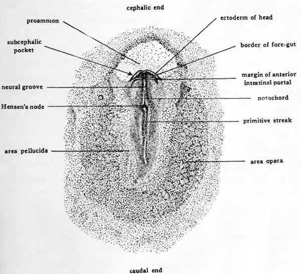 The Formation of the Neural Plate-21hr Dorsal view