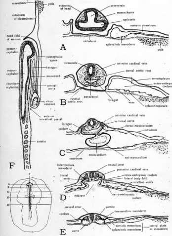 The Structure of