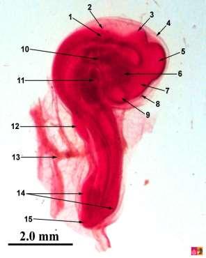Embryology of chicken 72 hours after fertilization Η περιστροφή του εμβρύου γίνεται στα αριστερά όπως πίσω από την περιοχή της καρδιάς και μόνο το ουραίο τμήμα του εμβρύου πρέπει να στραφεί 90 μοίρες.