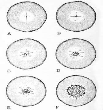 The Sequence and Orientation of the Cleavage Divisions in Birds Surface aspect of blastoderm at various stages of cleavage (Based on Blount's photomicrographs of the pigeon's egg.