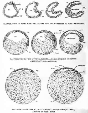 The Effect of Yolk on Gastrulation Schematic diagrams to show the effect of yolk on gastrulation Abbreviations: blc, blastocoele; bid.