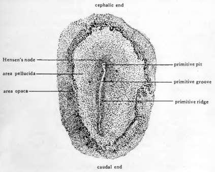 The Formation of