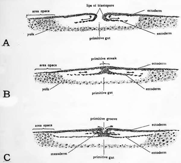 The Formation of the Primitive Streak
