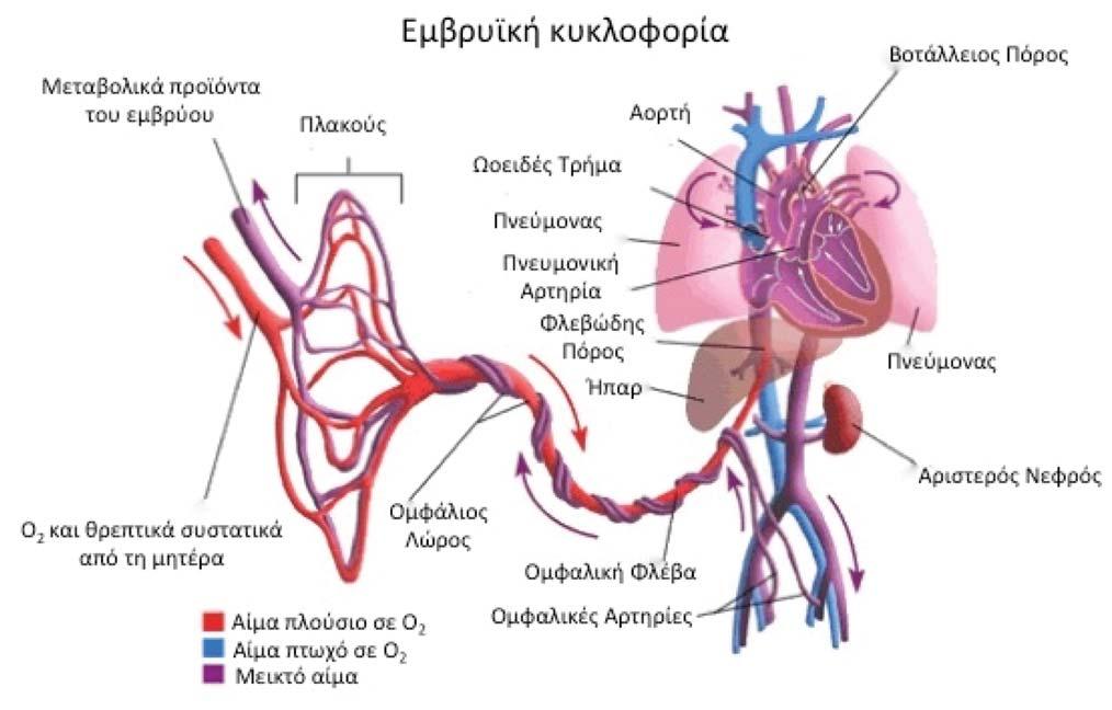 82 ΕΙΣΑΓΩΓΗ ΕΙΚΟΝΑ 1 Εμβρυϊκή κυκλοφορία. Κλινικά, η αιματική ροή στον πλακούντα μπορεί να διαφοροποιηθεί, λόγω φυσιολογικών μεταβολών στη μητέρα ή στο έμβρυο.