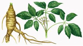 σακχαρώδη διαβήτη. Ginseng Εκχυλίσματα από την οικογένεια φυτών Araliaceae περιέχουν πολλές χημικές ουσίες οι οποίες μπορούν να επηρεάσουν τις λειτουργίες του ανθρώπινου οργανισμού.
