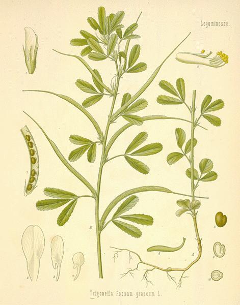 Trigonella foenum graecum (fenugreek) Στροφύλλη Πρόκειται για μπαχαρικό που προέρχεται από τους σπόρους του φυτού Trigonella και κυρίως από τα δύο είδη του T. Caurelea και T. Foenumgraecum.