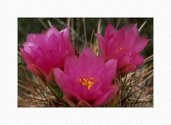 Τα αξιοποιούμενα τμήματα του prickly pear cactus είναι τα φύλλα, τα άνθη, ο μίσχος και το φρούτο (καρπός).
