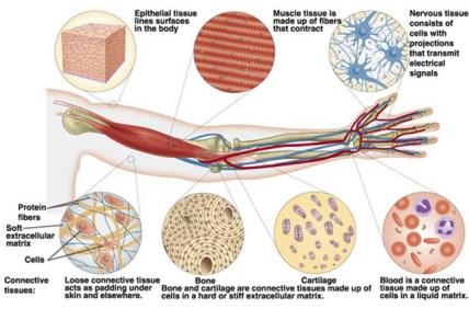Κύτταρα και ιστοί: Είδη ιστών Ιστό αποτελούν κύτταρα μορφολογικά όμοια που συμμετέχουν στην ίδια λειτουργία. Διακρίνουμε τέσσερα είδη ιστών: 1. τον επιθηλιακό ιστό 2. τον ερειστικό ιστό 3.
