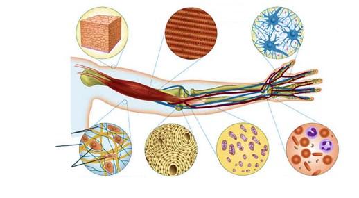 το νευρικό ιστό Ο επιθηλιακός ιστός επενδύει επιφάνειες του σώματος Πρωτεϊνικές ίνες Μαλακή μεσοκυττάρια ουσία Κύτταρα Κύτταρα και ιστοί: 4 είδη ιστών Ο μυϊκός ιστός αποτελείται από ίνες που