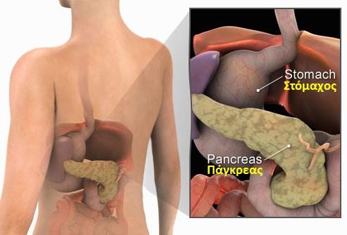 στο πάγκρεας: Η εκφορητικού πόρου: (π.χ. η υπόφυση) εξωκρινής μοίρα εκκρίνει το είτε έξω από το παγκρεατικό υγρό στο σώμα (π.χ. δωδεκαδάκτυλο, διαμέσου οι ιδρωτοποιοί Εξωκρινείς αδένες: του παγκρεατικού πόρου.